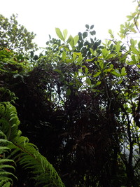 Gardenia remyi