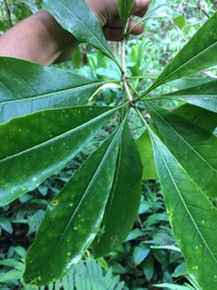 Pittosporum kauaiense