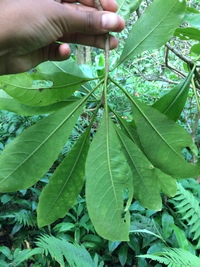 Pittosporum kauaiense