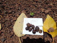 Cordia subcordata