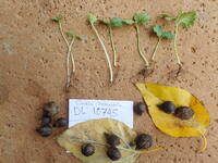 Cordia subcordata
