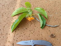 Cordia subcordata