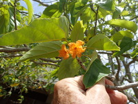 Cordia subcordata