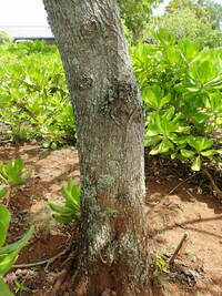 Cordia subcordata
