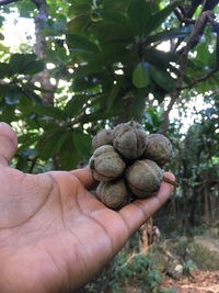 Pittosporum napaliense