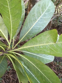 Pittosporum napaliense