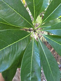 Pittosporum napaliense