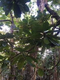 Pittosporum napaliense