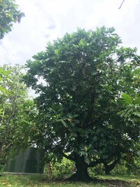 Artocarpus altilis x mariannensis 'Mei 2'