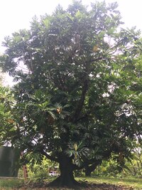 Artocarpus altilis x mariannensis 'Mei 2'