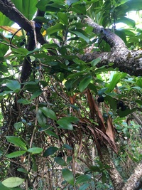 Alyxia stellata