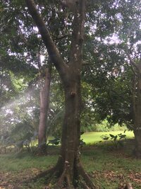 Artocarpus altilis x mariannensis 'Yuley'