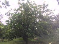 Artocarpus altilis x mariannensis 'Mei chocho'