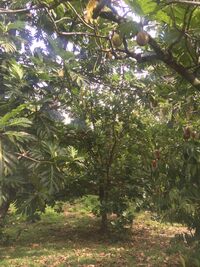 Artocarpus altilis x mariannensis 'Ulu afa'