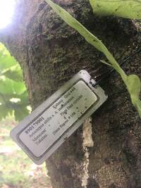 Artocarpus altilis x mariannensis 'Ulu afa'