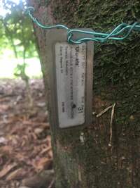 Artocarpus altilis x mariannensis 'Ulu afa'