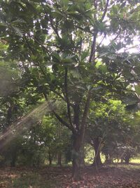 Artocarpus altilis x mariannensis 'Ulu afa'
