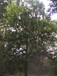 Artocarpus altilis x mariannensis 'Ulu Elise'