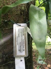 Artocarpus altilis x mariannensis 'Ulu Elise'