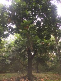 Artocarpus altilis x mariannensis 'Ulu afa'