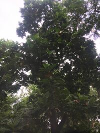 Artocarpus altilis x mariannensis 'Ulu afa'