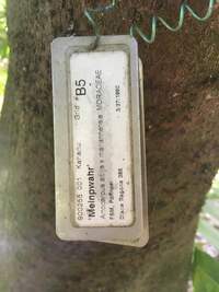 Artocarpus altilis x mariannensis 'Meinpwahr'