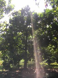 Artocarpus altilis x mariannensis 'Meinpwahr'