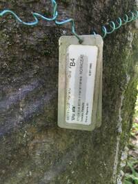 Artocarpus altilis x mariannensis 'Ulu afa'