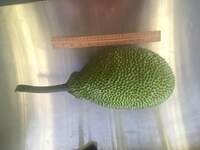 Artocarpus altilis x mariannensis 'Yap'