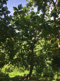 Artocarpus altilis x mariannensis 'Faine'
