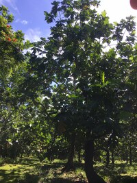 Artocarpus altilis x mariannensis 'Faine'