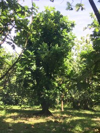 Artocarpus altilis x mariannensis 'Lipet'