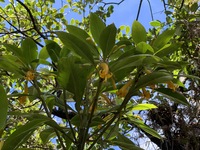 Scaevola glabra