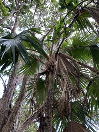 Pritchardia napaliensis