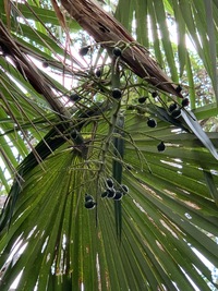 Pritchardia napaliensis