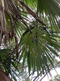 Pritchardia napaliensis
