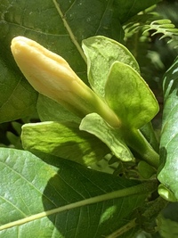 Gardenia remyi