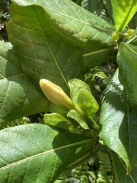 Gardenia remyi