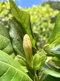 Gardenia remyi
