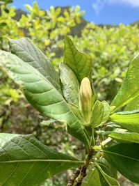 Gardenia remyi