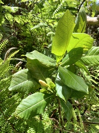 Gardenia remyi