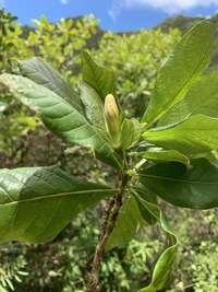 Gardenia remyi