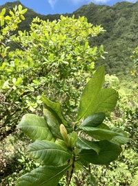 Gardenia remyi