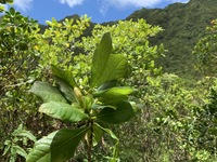 Gardenia remyi