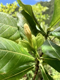 Gardenia remyi