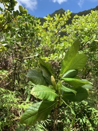 Gardenia remyi