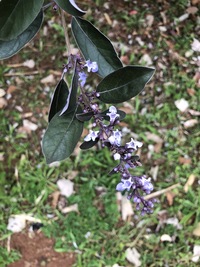 Vitex trifolia