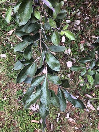 Vitex trifolia