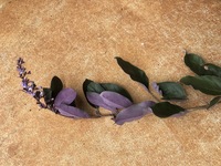 Vitex trifolia