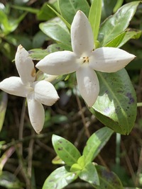 Kadua fluviatilis